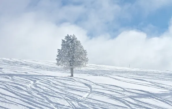 Winter, snow, trees, winter, winter Wallpaper