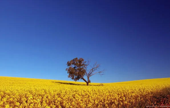 The sky, Field, Tree