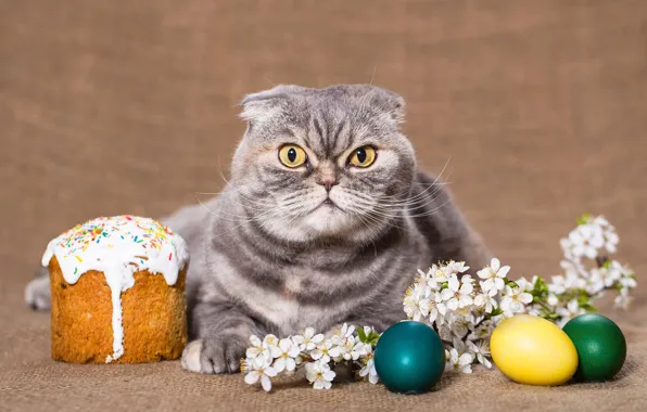 Cat, cat, look, flowers, sprig, grey, background, holiday