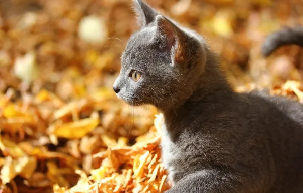 Autumn, background, kitty