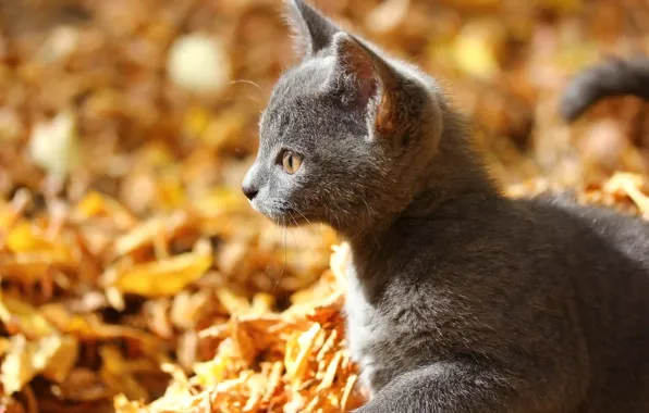 Autumn, kitty, background