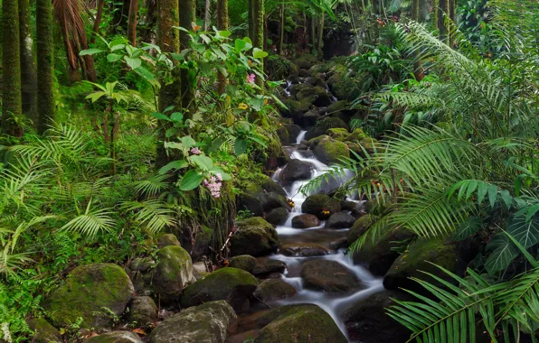 Picture forest, trees, stream, stones