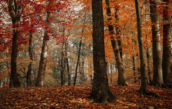 Autumn, forest, light, trees, branches, nature, trunks, foliage