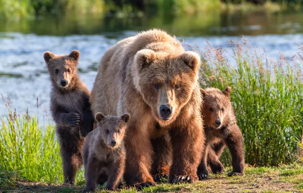 Nature, river, bear, family, bears, bears