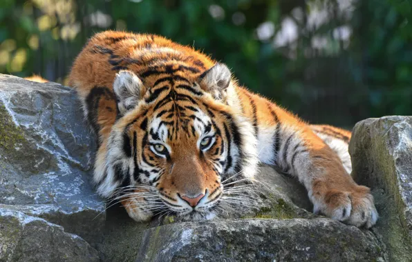 Look, face, tiger, pose, stones, rocks, portrait, paws