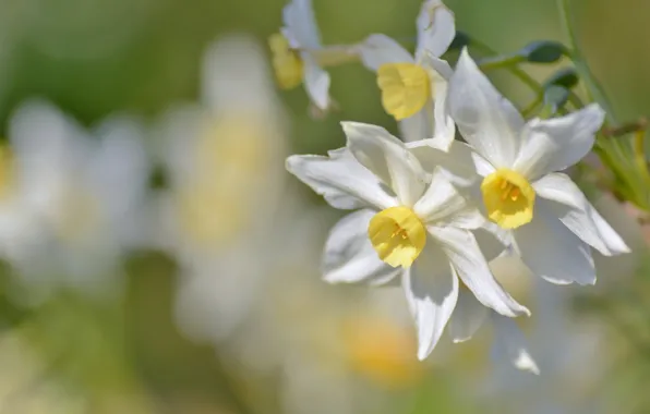 Macro, spring, daffodils, bokeh