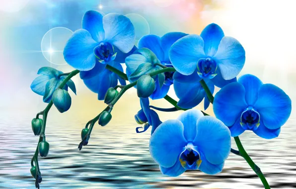 Water, flowers, glare, background, blue, Orchids