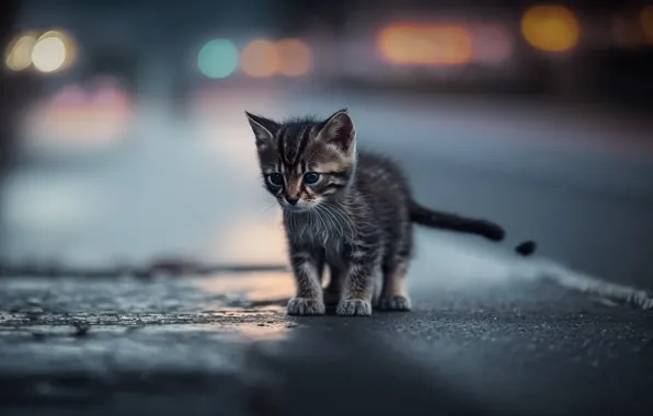 Road, cat, the city, lights, rendering, kitty, grey, street