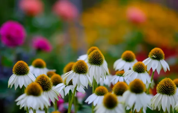 Picture flowers, chamomile, bokeh