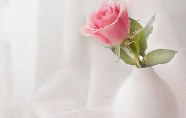 Picture white, roses, pink, vase