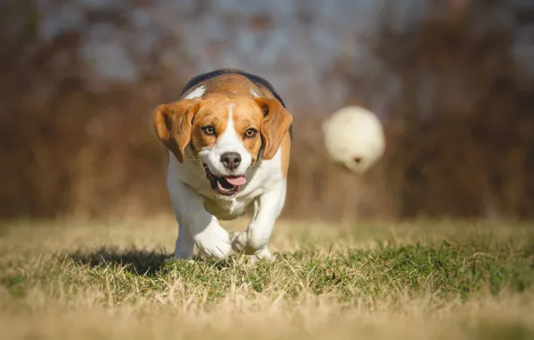 Picture nature, dog, bokeh, Beagle, wallpaper., beagle, beautiful background, purebred happy friendly