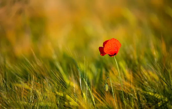 Flower, red, Mac, rye, ears