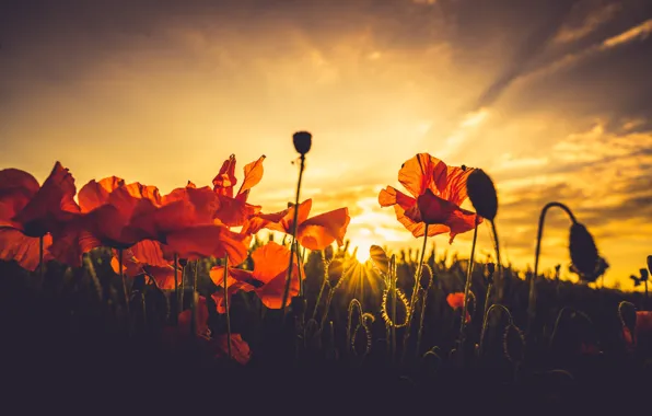 Summer, the sky, light, sunset, flowers, Maki, the evening, red