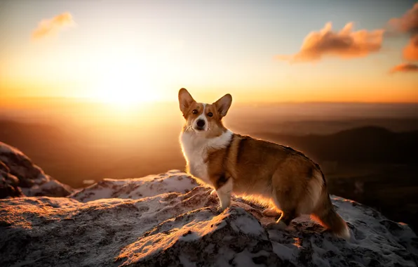 Mountains, sunrise, dawn, dog, Welsh Corgi
