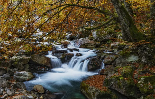 Autumn, forest, branches, stream, stones, tree, foliage, waterfall