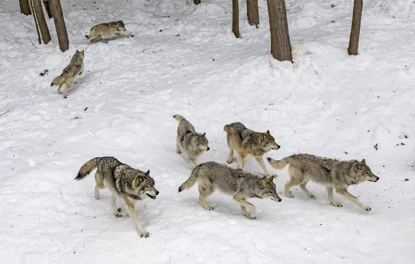 Picture predator, wolf, portrait, wolf pack, portrait., Canis lupus. face