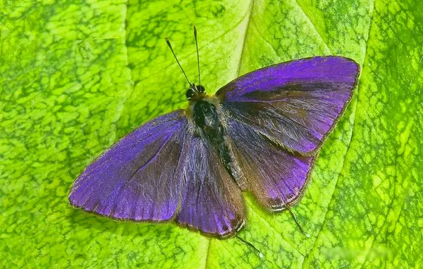 Sheet, microsemi, butterfly, wings, insect, beautiful, closeup