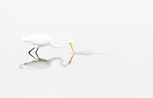White, reflection, background, white, Heron