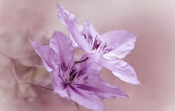 Macro, flowers, Clematis