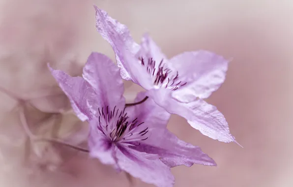 Picture macro, flowers, Clematis