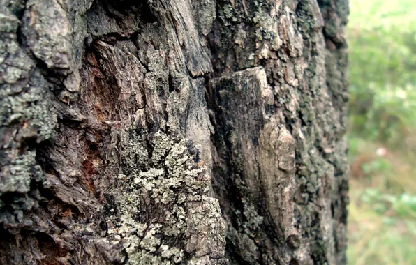 Tree, Verba, Bark