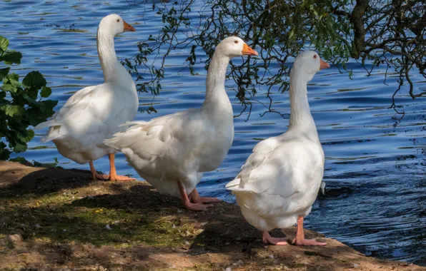 Light, birds, shore, shadows, white, trio, pond, geese
