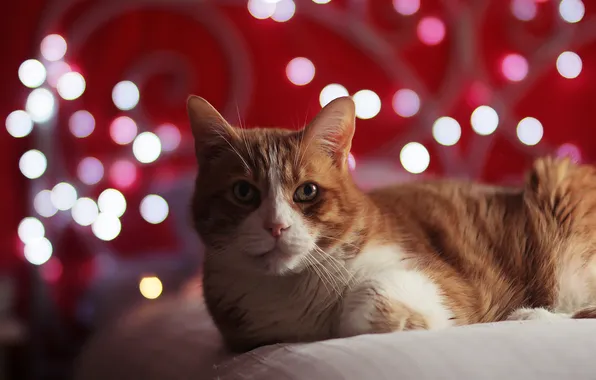 Cat, cat, look, light, pose, glare, red, bed