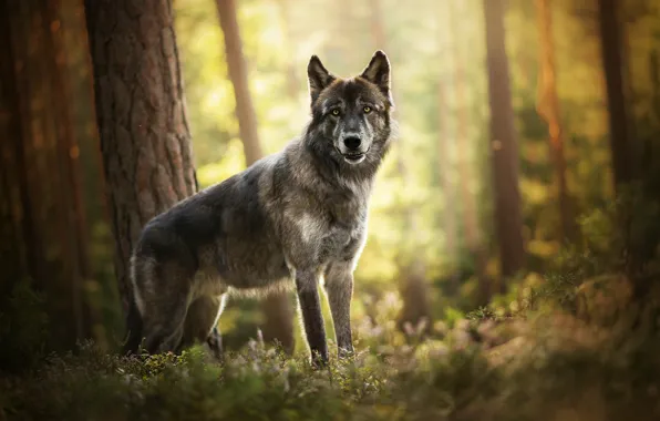 Forest, wolf, dog