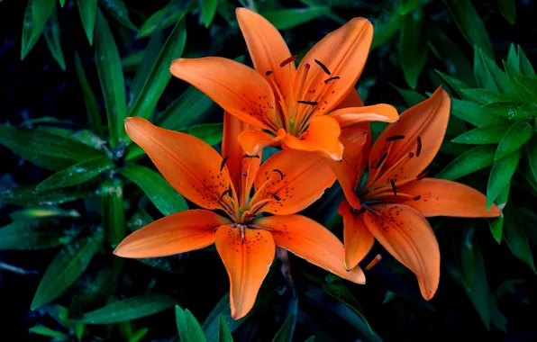 Picture macro, Lily, petals