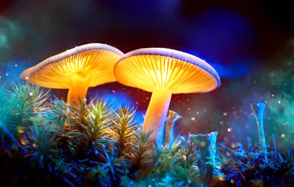 Mushrooms, moss, mystery, magical, mystic, mystical, magic background