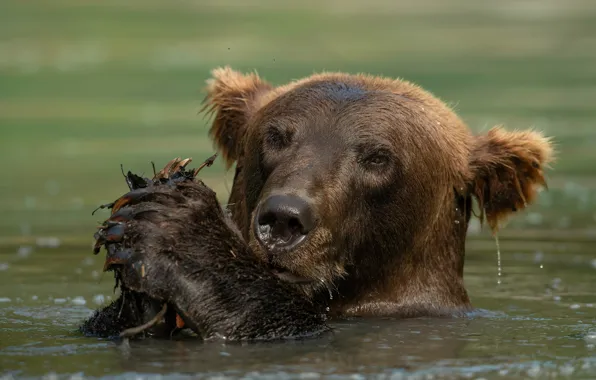 Picture bear, bathing, brown, face, pond, water