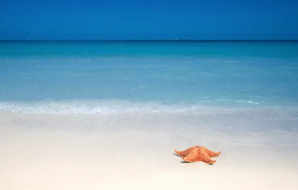 Sand, beach, the ocean, starfish