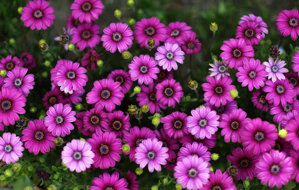 Picture a lot, Osteospermum, African Daisy
