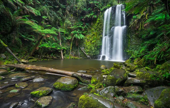 Forest, nature, waterfall, jungle