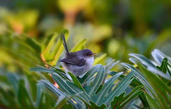 Picture leaves, bird, bokeh