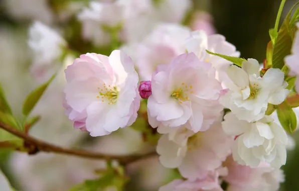 Macro, flowers, branch, spring, petals, Sakura, pink, flowering