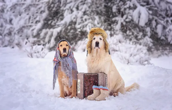 Winter, frost, forest, dogs, snow, trees, pose, dog