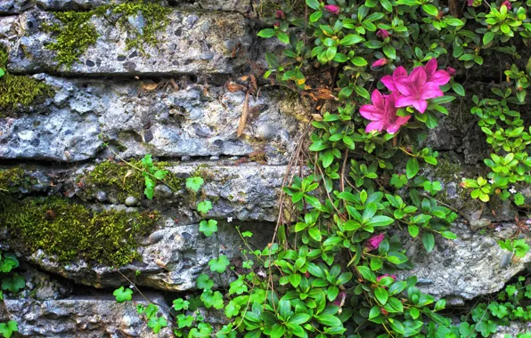 Wall, pink, stone, Azalea