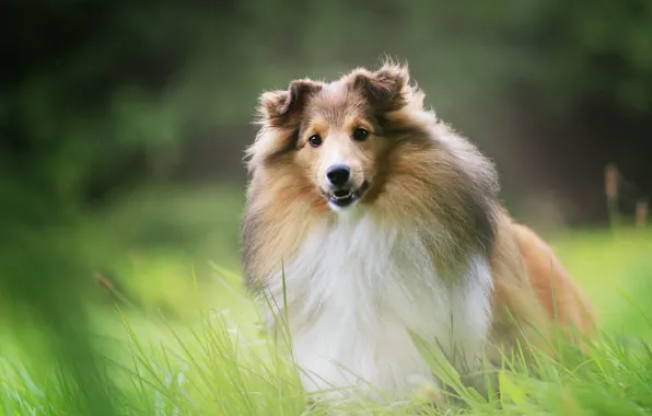 Grass, nature, portrait, dog, puppy, collie
