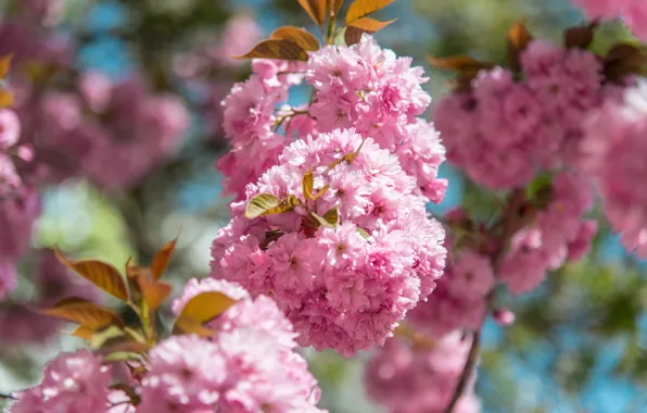 Leaves, light, flowers, branches, beauty, spring, garden, Sakura