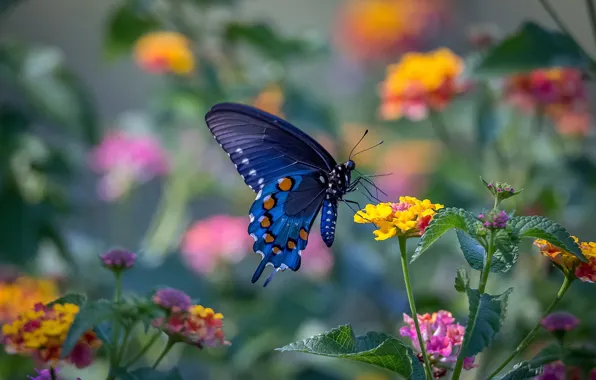 Picture beauty, wings, butterfly, flowers