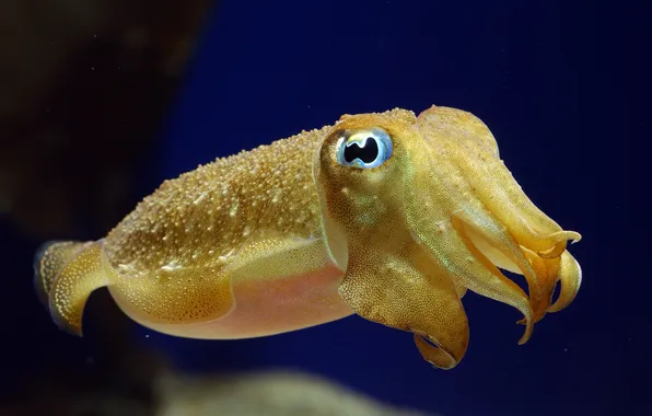 Sea, macro, yellow, under water, cuttlefish