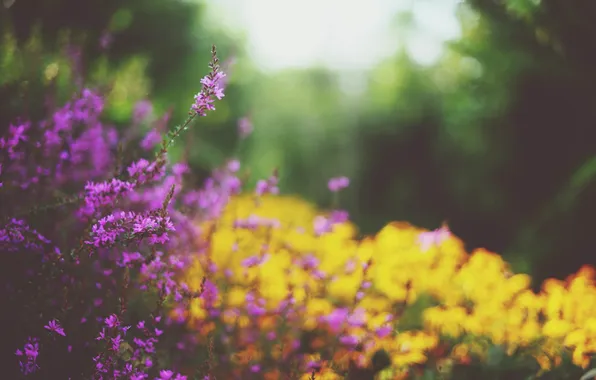 Flowers, plants, yellow, petals, lilac