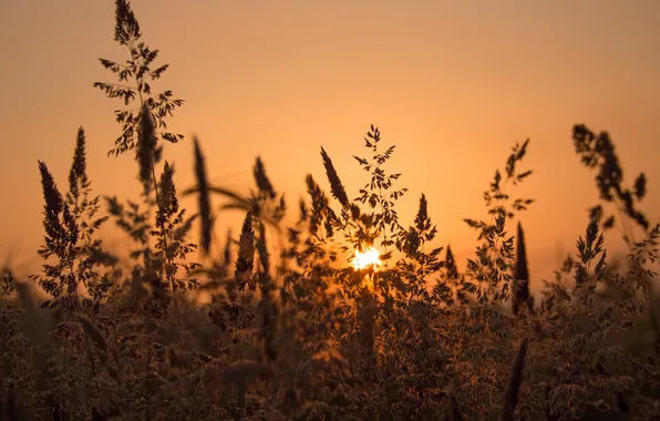 Sunset, meadow, a blade of grass