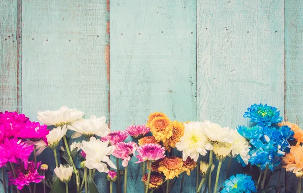 Picture flowers, colorful, chrysanthemum, wood, flowers