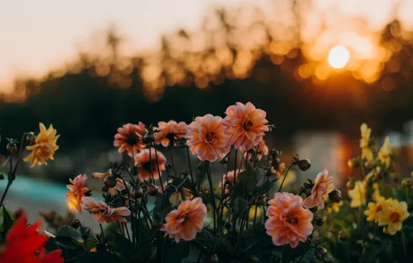 The sun, light, sunset, flowers, garden, orange, flowerbed, bokeh