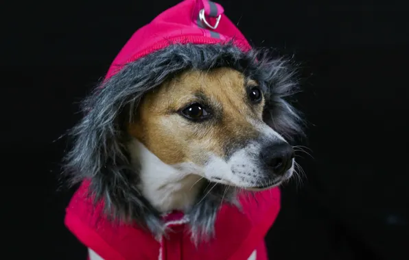Dog, hood, fur