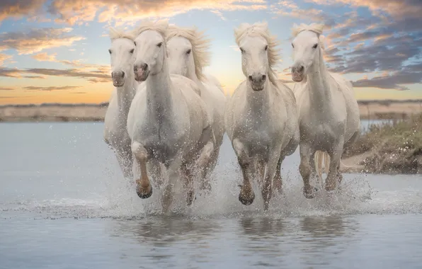 The sky, clouds, sunset, squirt, shore, horses, horse, running