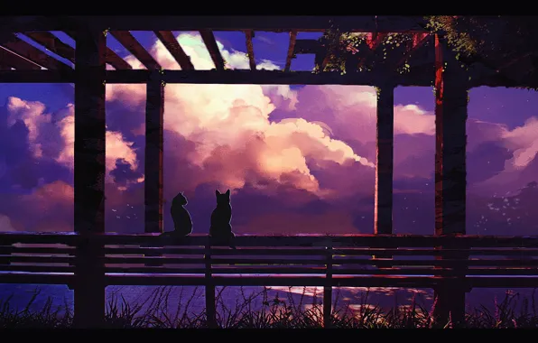 The sky, water, cats, sunset