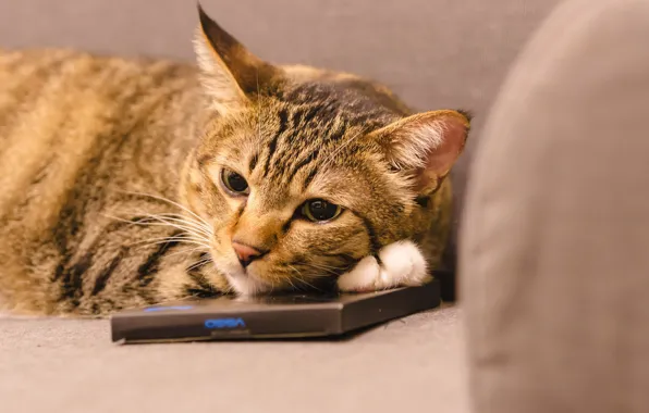 Picture cat, cat, look, face, pose, grey, sofa, box